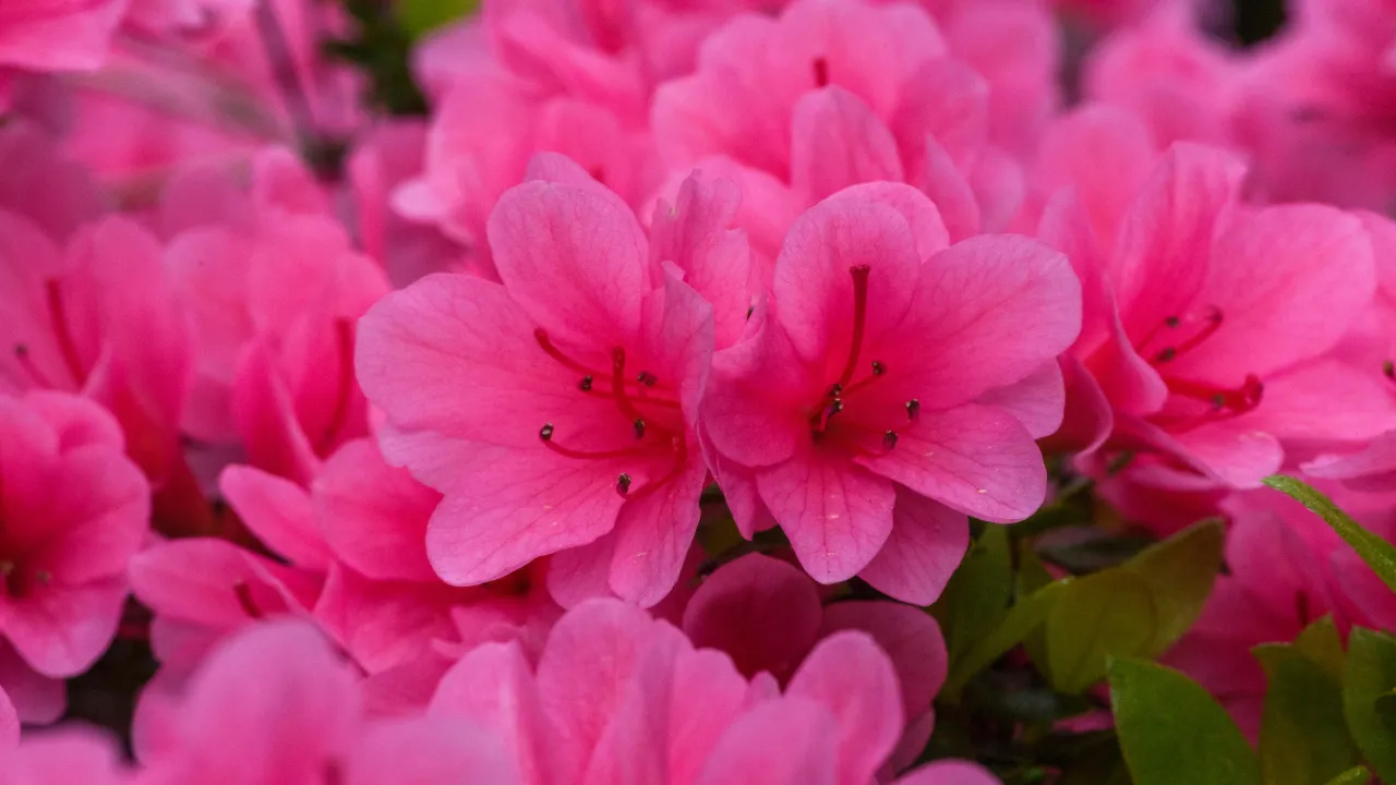 Pink flowers on campus