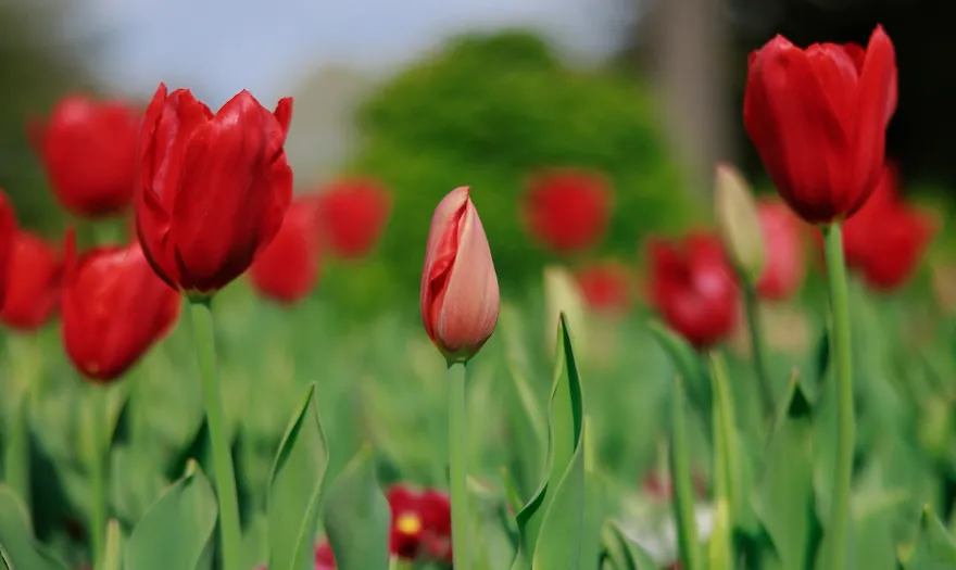 Red flowers at UA
